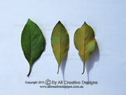 Rusty Pittosporum ferrugineum Leaves