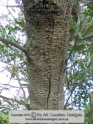 Bark Saw-tooth Banksia Banksia serrata