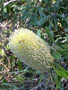 Banksia serrata Flower Head