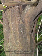 Scented Daphne Phaleria clerodendron Bark