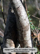 Shrubby She-oak Allocasuarina rupicola Bark