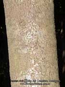 Silver Birch Casearia dallachii Bark