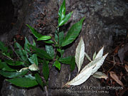 Argophyllum nullumense Leaves