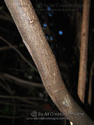 Small-leaved Coogera Arytera microphylla Bark