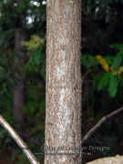 Corynocarpus rupestris Bark