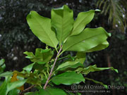 Southern Corynocarpus