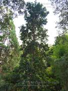 Southern Corynocarpus, Glenugie Karaka, Corynocarpus rupestris