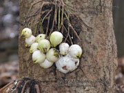 White Apple Syzygium cormiflorum Fruit