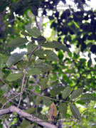 White Apple Syzygium cormiflorum foliage