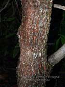 Cassowary Satinash Syzygium graveolens Bark