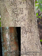 Bark of Coolamon Syzygium moorei