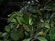 CCoolamon Syzygium moorei Foliage