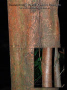 Mulgrave Satinash Syzygium xerampelinum Bark