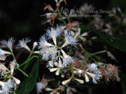 Flower Mulgrave Satinash Syzygium xerampelinum