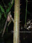Tall Nightshade Solanum nobile Bark