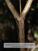 Tall Zieria Zieria arborescens subsp. arborescens Bark
