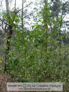 Tall Zieria Zieria arborescens subsp. arborescens