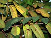Cape Tamarind Diploglottis macrantha Leaves