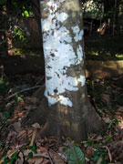 Native Tamarind Diploglottis australis Bark