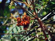 Native Tamarind Diploglottis australis Fruit