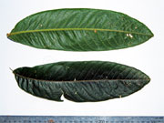 Native Tamarind Diploglottis australis Leaflets