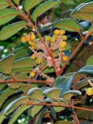 Cape Tamarind Diploglottis macrantha Fruit