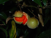 Small-leaved Tamarind Fruit Diploglottis campbellii