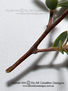 Leptospermum gregarium Bark