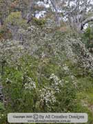 Leptospermum gregarium Tea Tree
