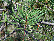 Thick-leaved Bottlebrush, Callistemon pachyphyllus or Melaleuca pachyphylla