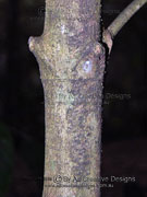 Thin-leaved Gardenia Atractocarpus chartaceus Bark