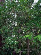 Thin-leaved Gardenia Atractocarpus chartaceus