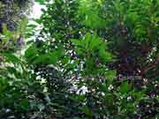 Thin-leaved Coondoo Pouteria chartacea Foliage