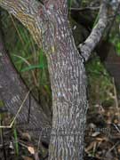Tree Broom-heath Montoca elliptica Bark