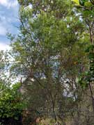 Tree Broom-heath Montoca elliptica