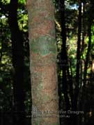 Tree Waratah Alloxylon pinnatum Bark