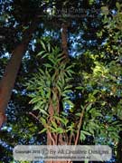 Tree Waratah Alloxylon pinnatum