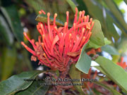 Flower Tree Waratah (QLD) Alloxylon flammeum