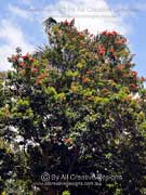 Tree Waratah (QLD) Alloxylon flammeum