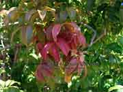 Tulipwood Harpullia pendula Foliage