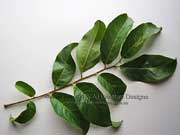 Tulipwood Harpullia pendula Leaf