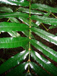 Turnipwood Akania bidwillii Foliage