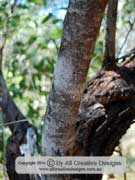 Acacia binervata Bark