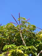 Foliage Umbrella Tree Schefflera actinophylla