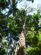 Umbrella Tree Schefflera actinophylla