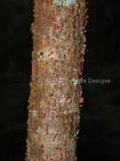Variable Muttonwood Myrsina variabilis Bark