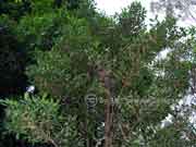 Foliage Variable Muttonwood Myrsina variabilis