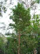 Variable Muttonwood Myrsina variabilis