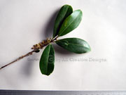 Variable Muttonwood Myrsina variabilis Leaves