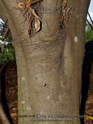 Veiny Pear Fruit Mischocarpus anodontus Bark